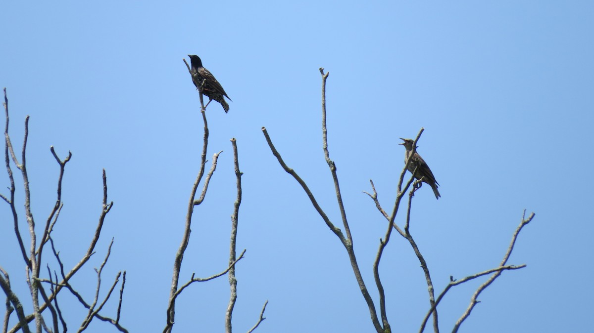 European Starling - ML622081030