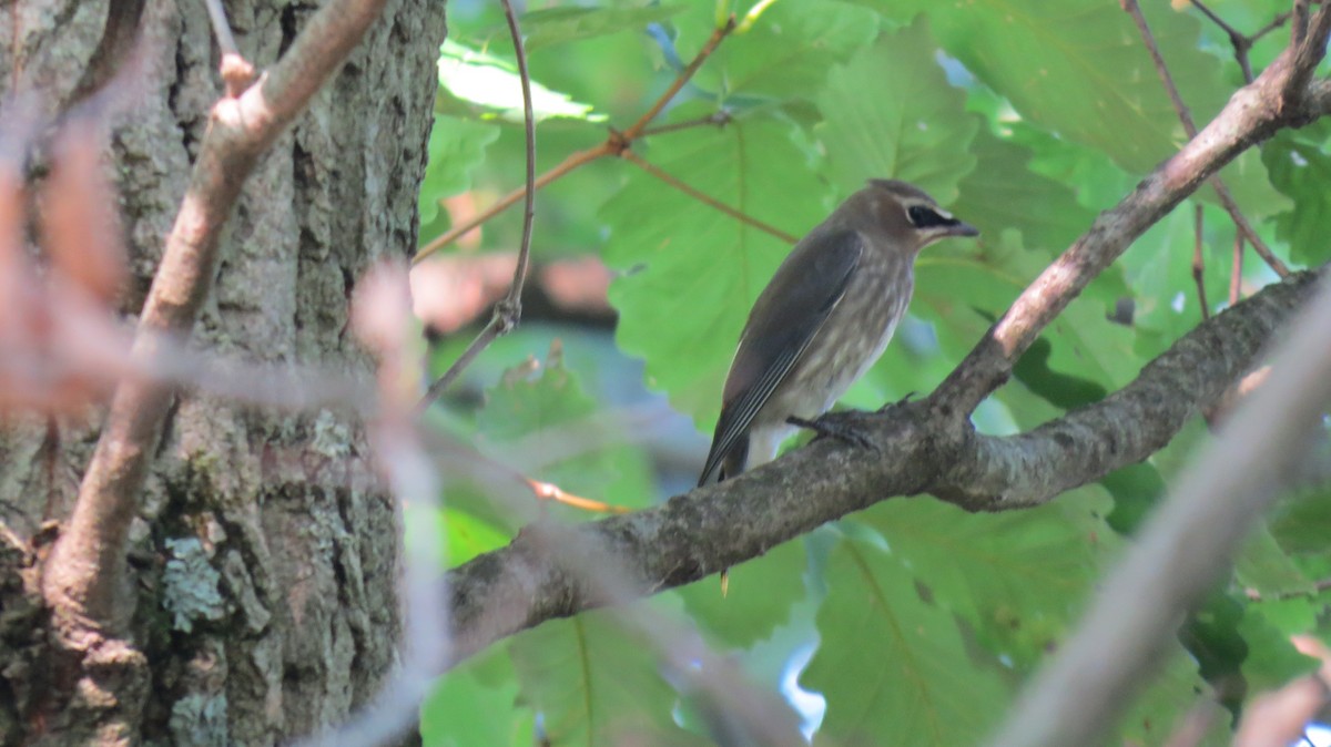 Cedar Waxwing - ML622081031