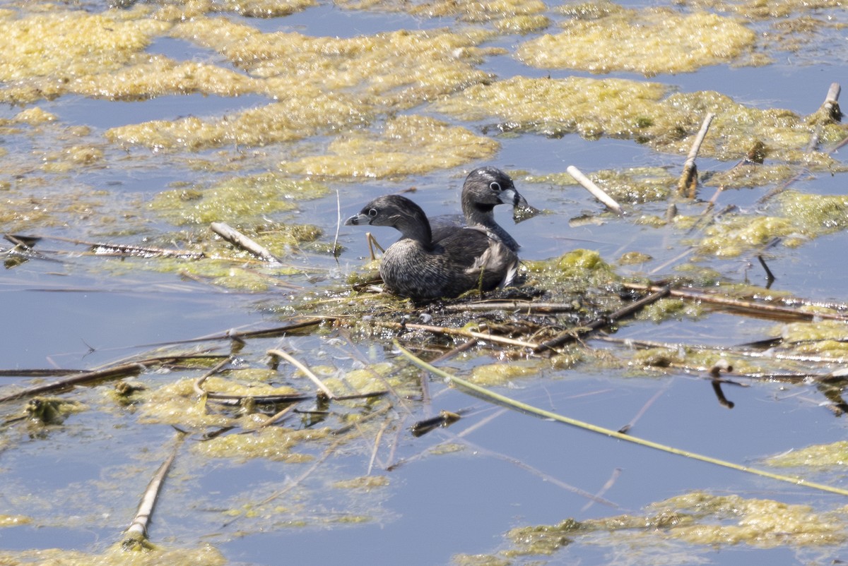 Pied-billed Grebe - ML622081033