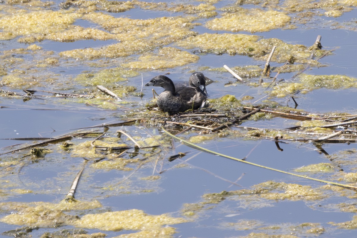 Pied-billed Grebe - ML622081034