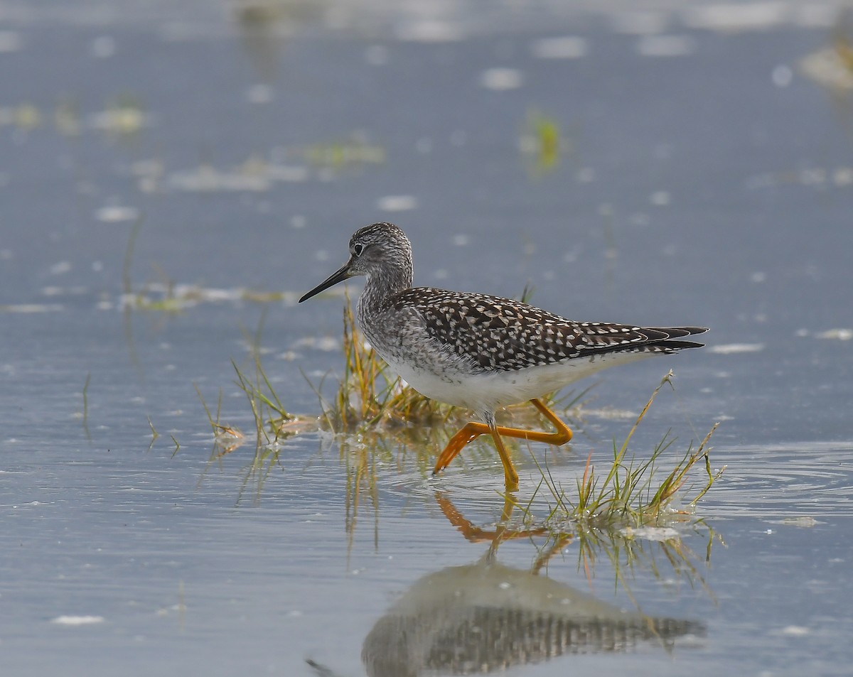 Lesser Yellowlegs - ML622081036