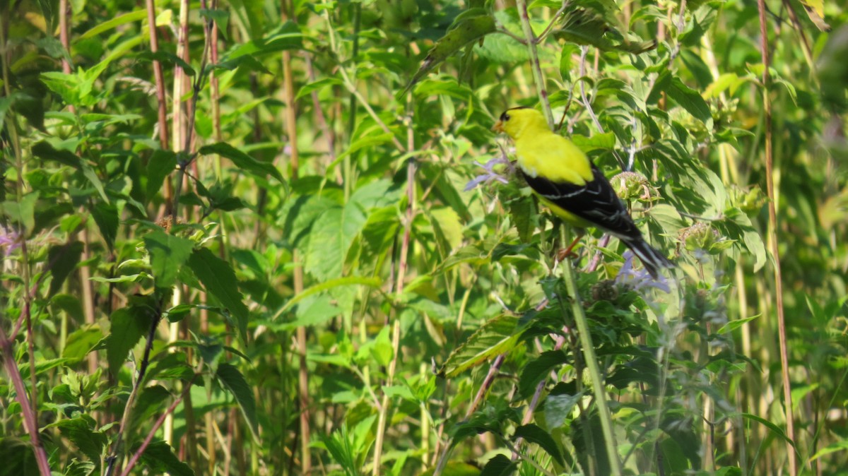 American Goldfinch - Aubrey Conover-Gannon