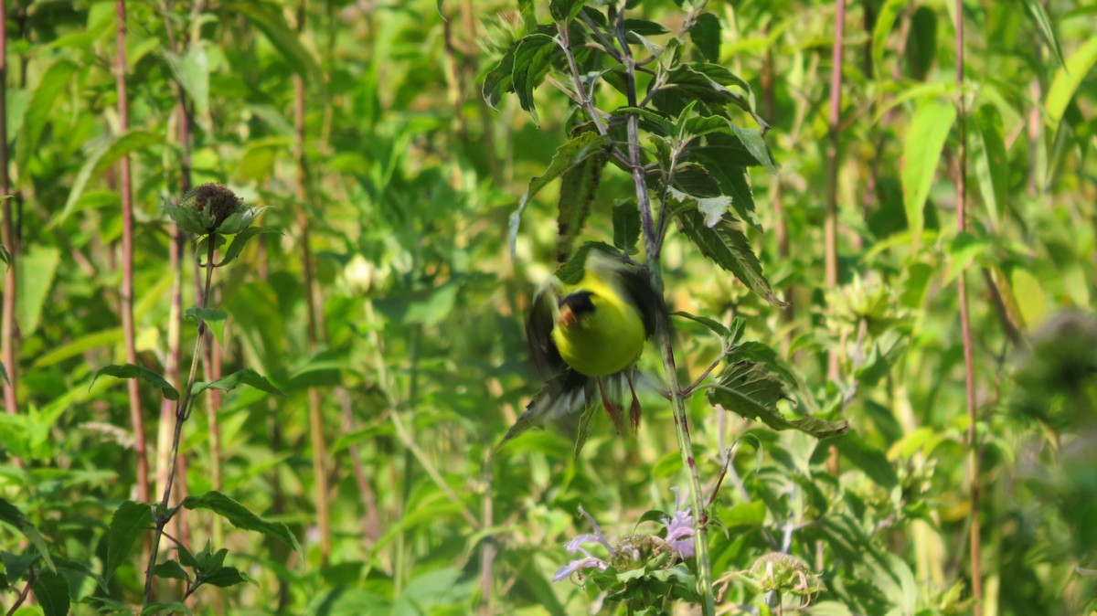 American Goldfinch - ML622081038