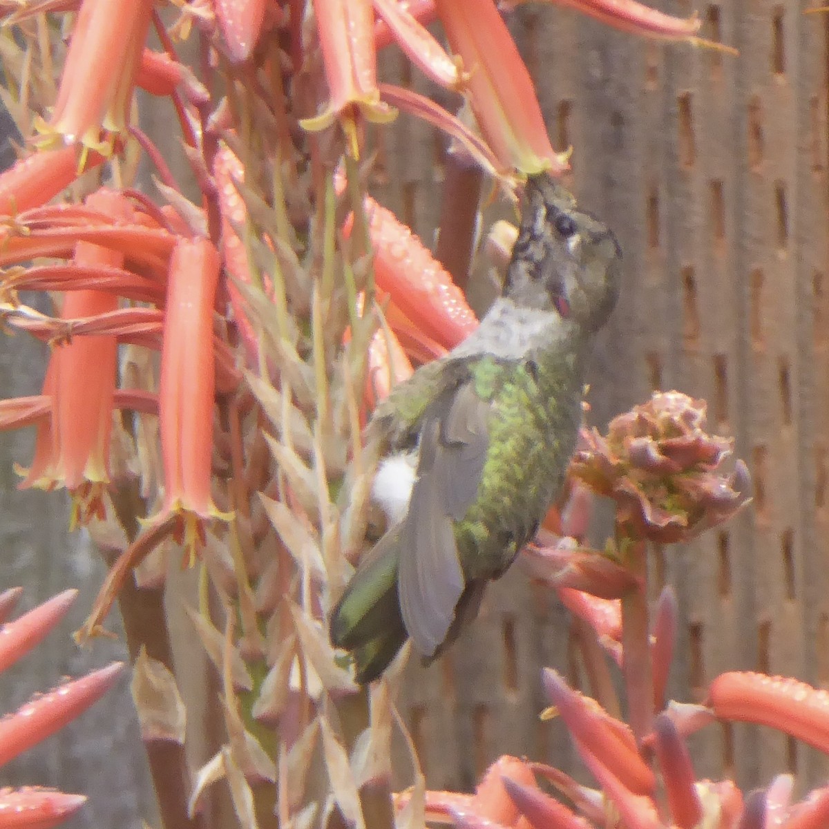 Anna's Hummingbird - ML622081039