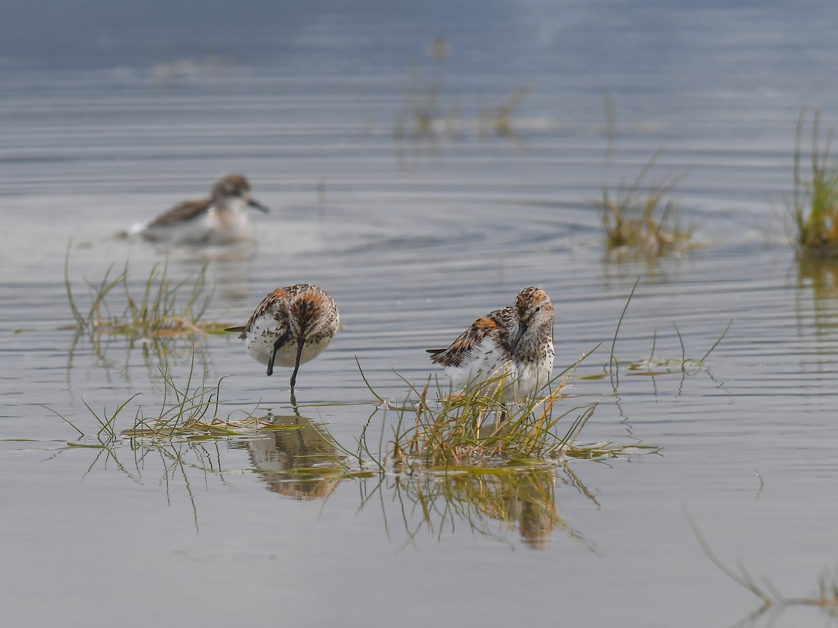 Western Sandpiper - ML622081042