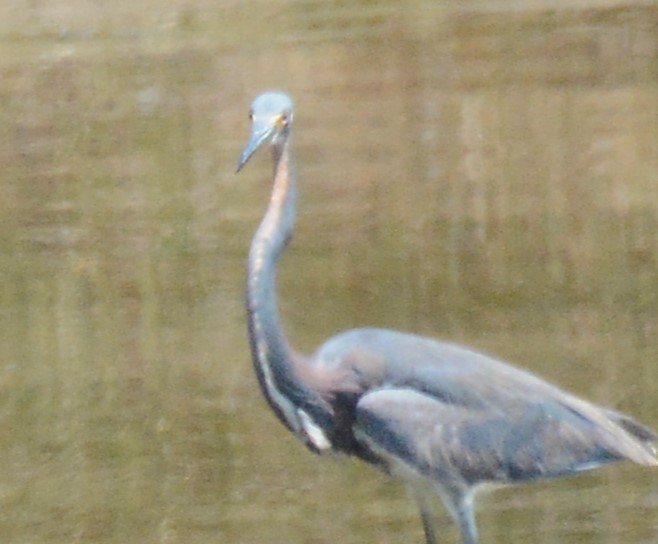 Tricolored Heron - Tom Riederer