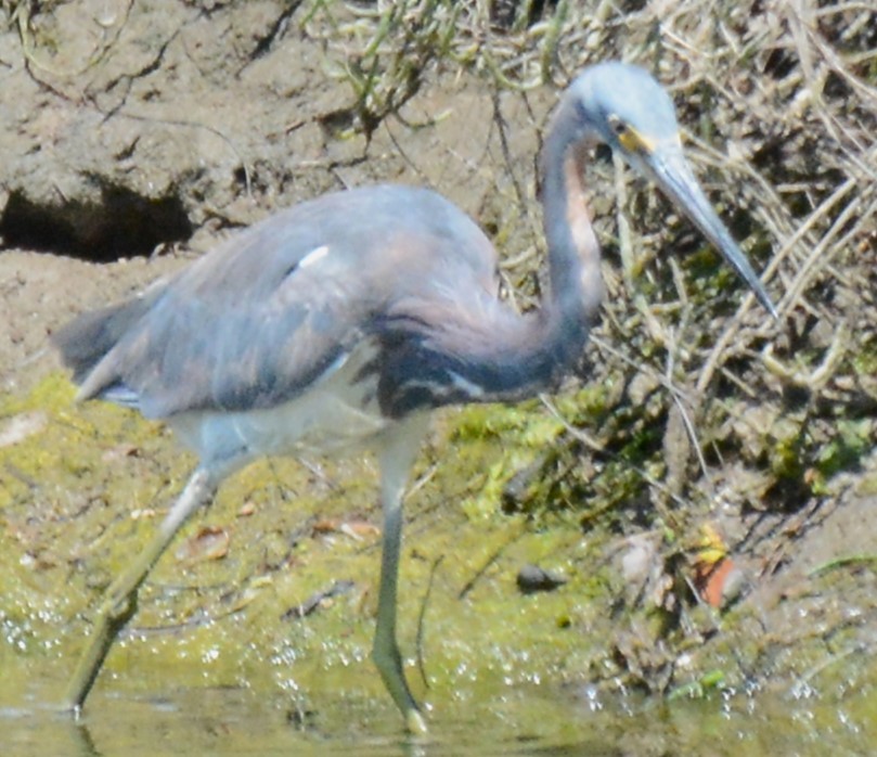 Tricolored Heron - ML622081146