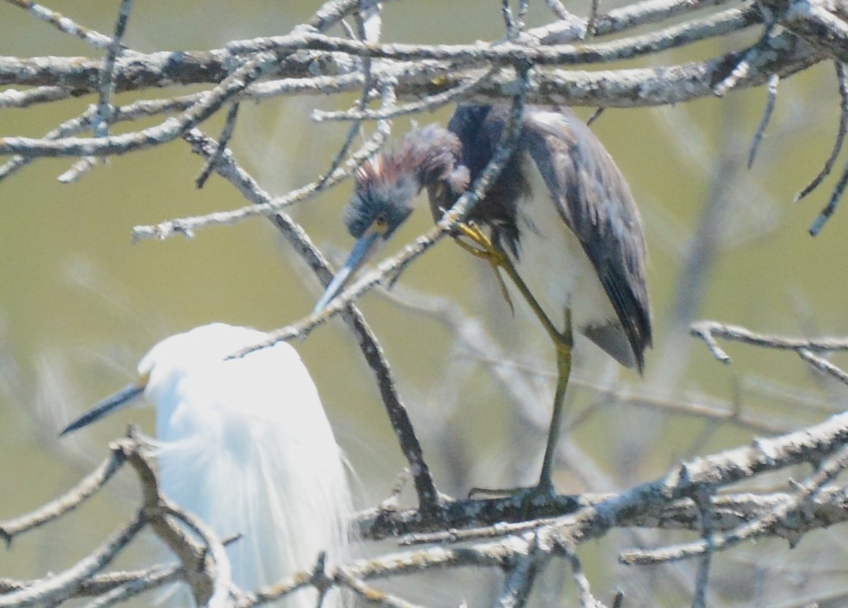 Tricolored Heron - ML622081147