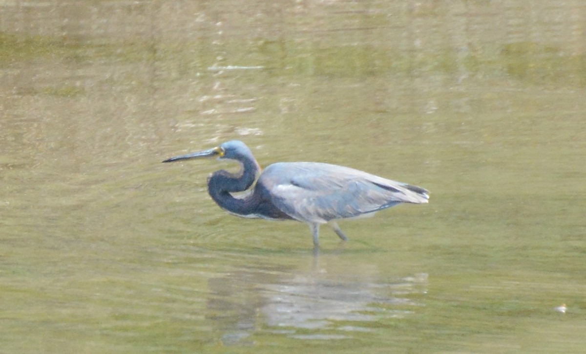 Tricolored Heron - Tom Riederer