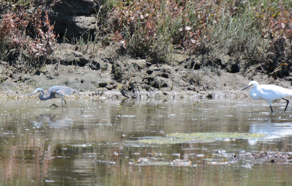 Tricolored Heron - ML622081150