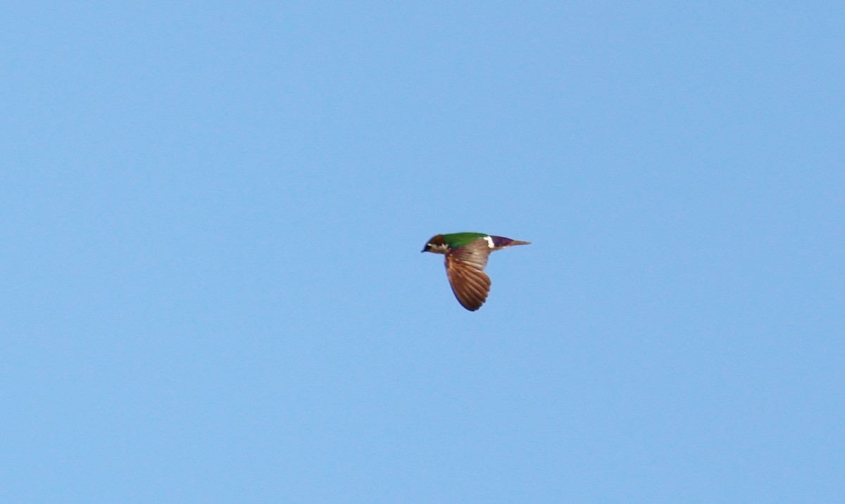 Violet-green Swallow - ML622081173