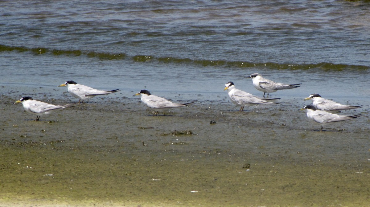 Least Tern - ML622081180