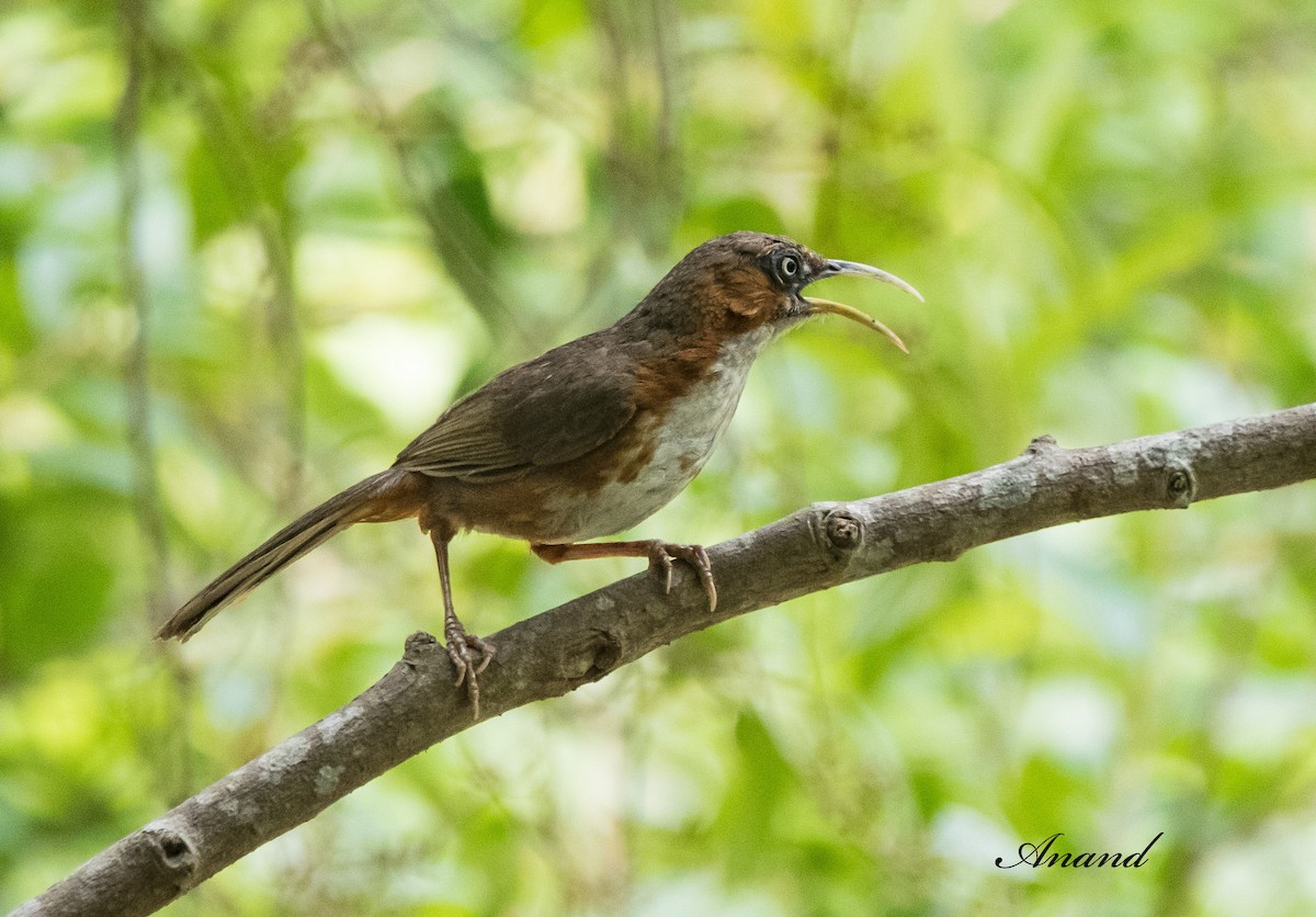 Rusty-cheeked Scimitar-Babbler - ML622081181