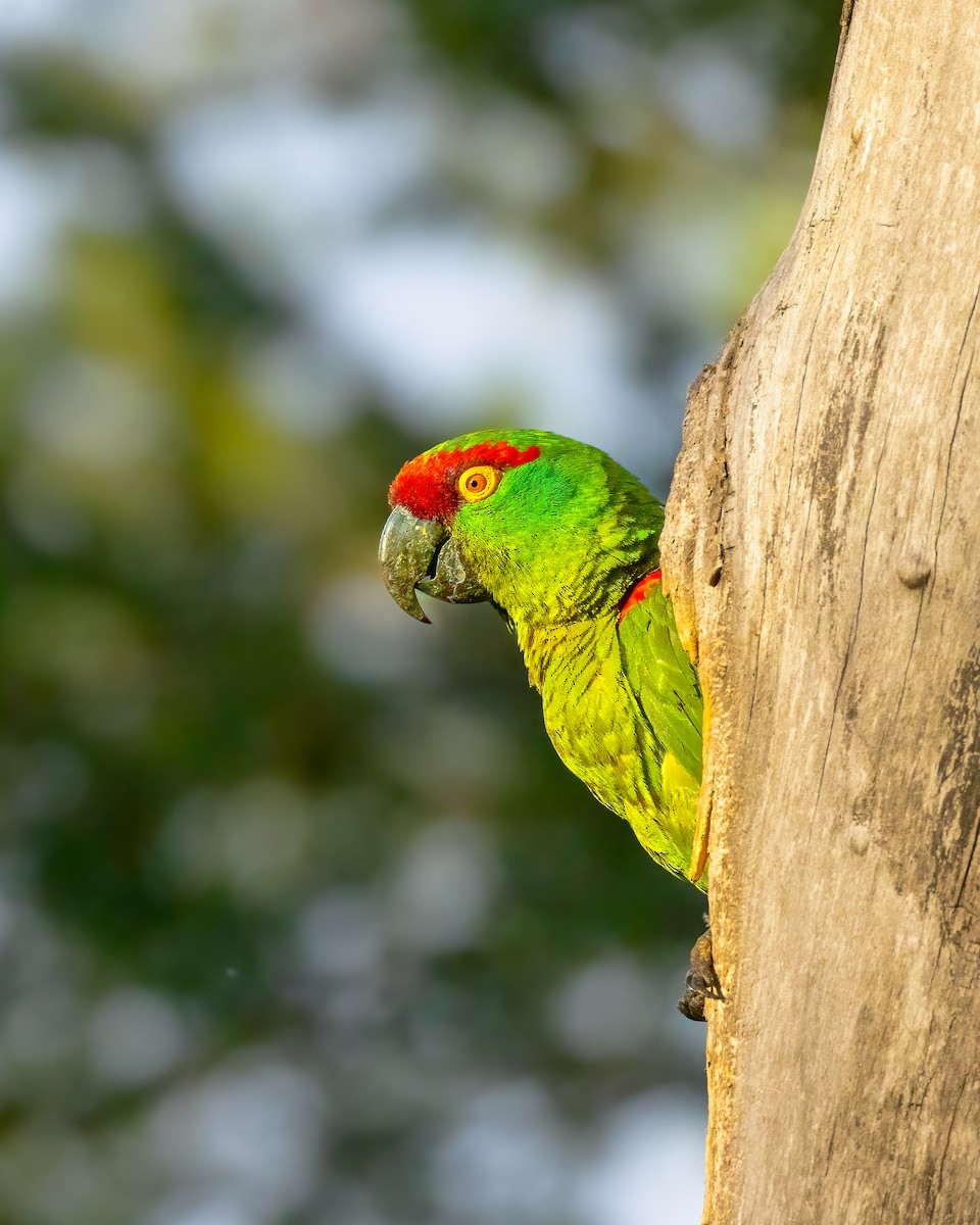 Thick-billed Parrot - ML622081185