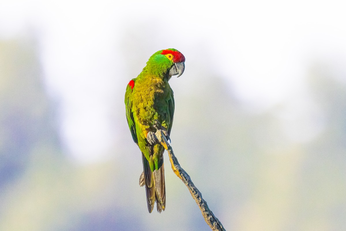 Thick-billed Parrot - ML622081186