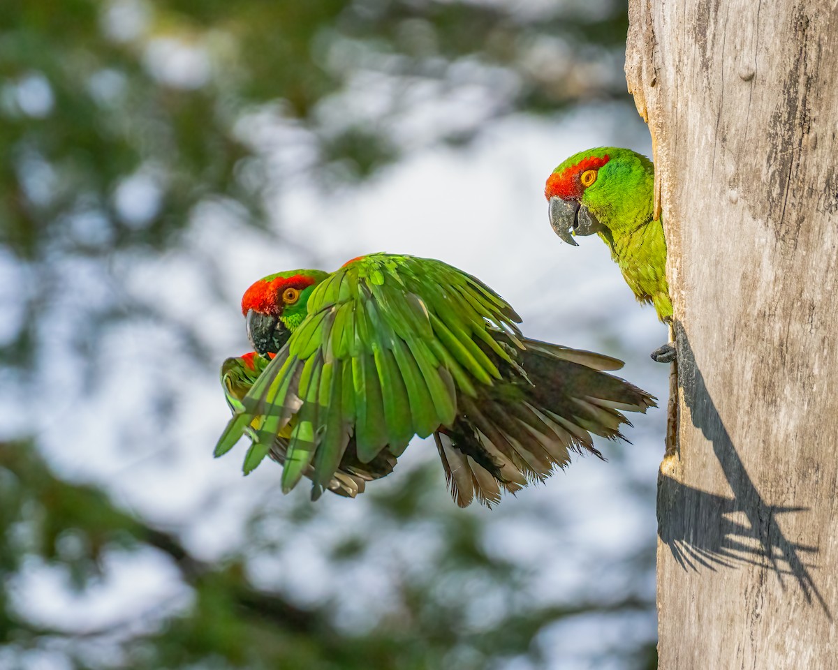 Thick-billed Parrot - ML622081188