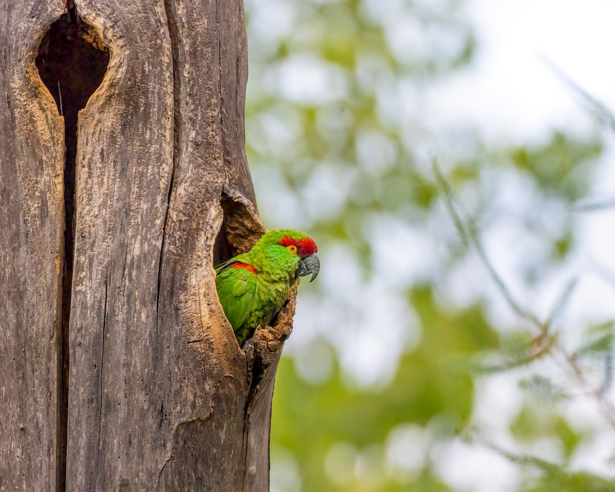 Thick-billed Parrot - ML622081189