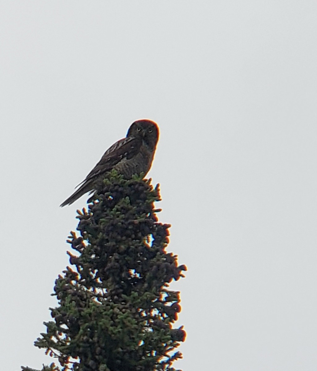 Northern Hawk Owl - ML622081266