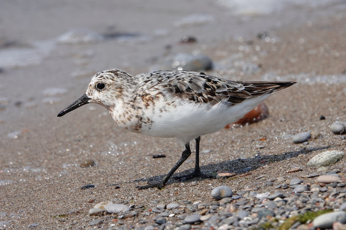 Sanderling - ML622081272