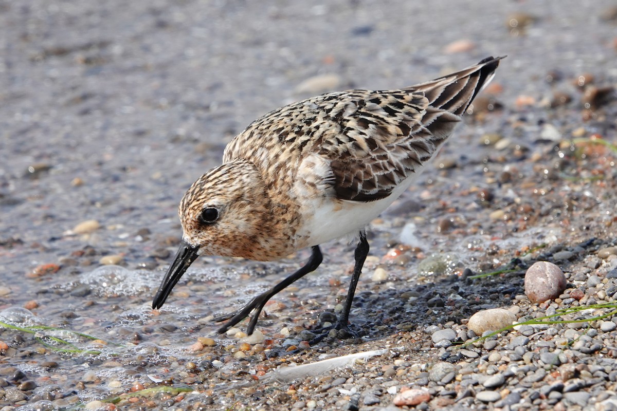 Sanderling - ML622081273