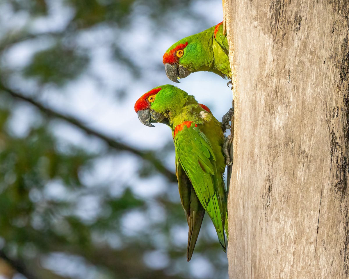 Thick-billed Parrot - ML622081310