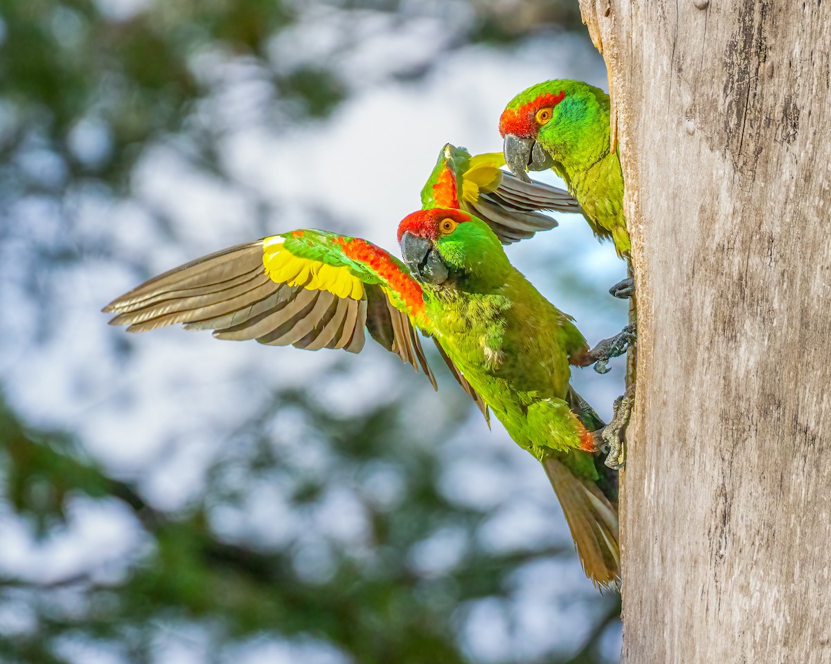 Thick-billed Parrot - ML622081311