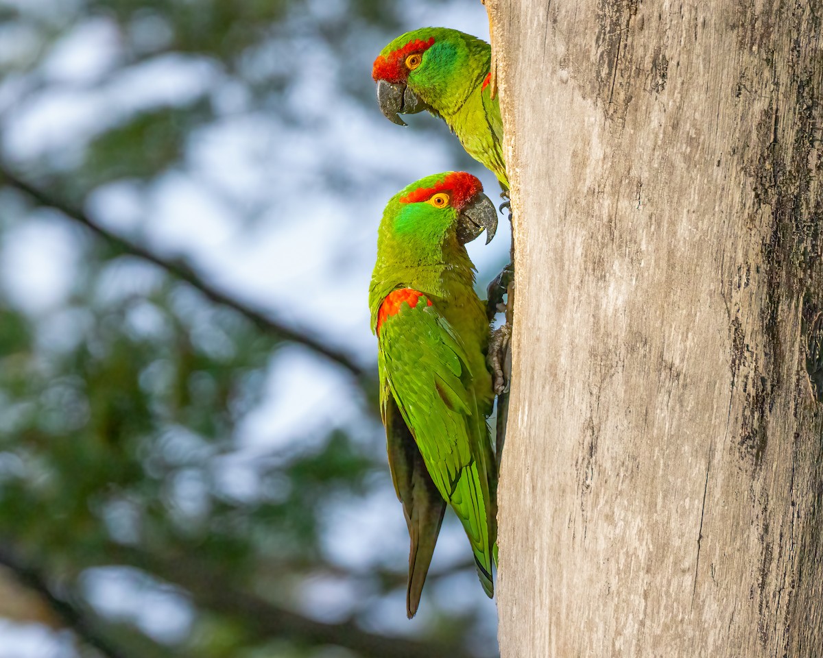 Thick-billed Parrot - ML622081313