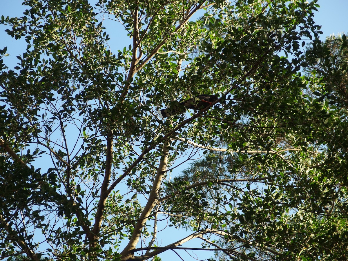 Taiwan Blue-Magpie - Mong Cheng Lai