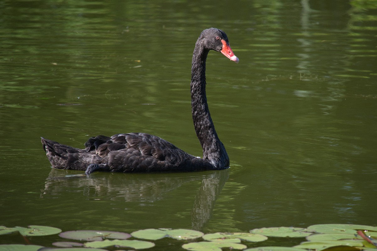 Black Swan - Andrew Tao