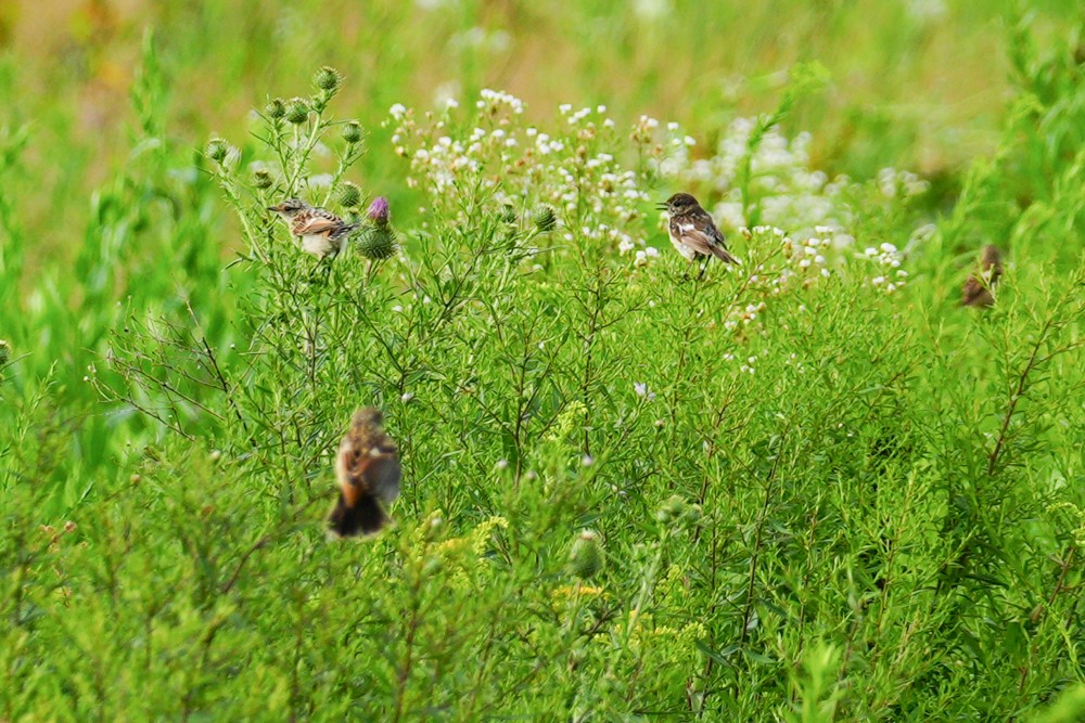 Amur Stonechat - MASATO TAKAHASHI