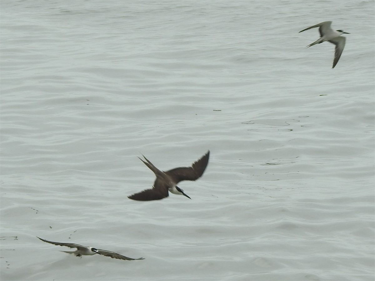 Common Tern - ML622081465