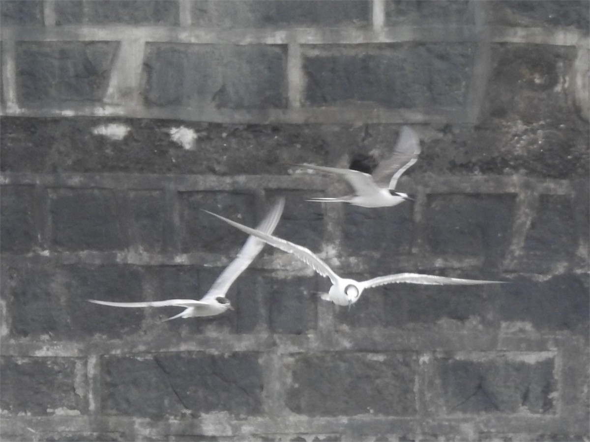 Common Tern - ML622081466