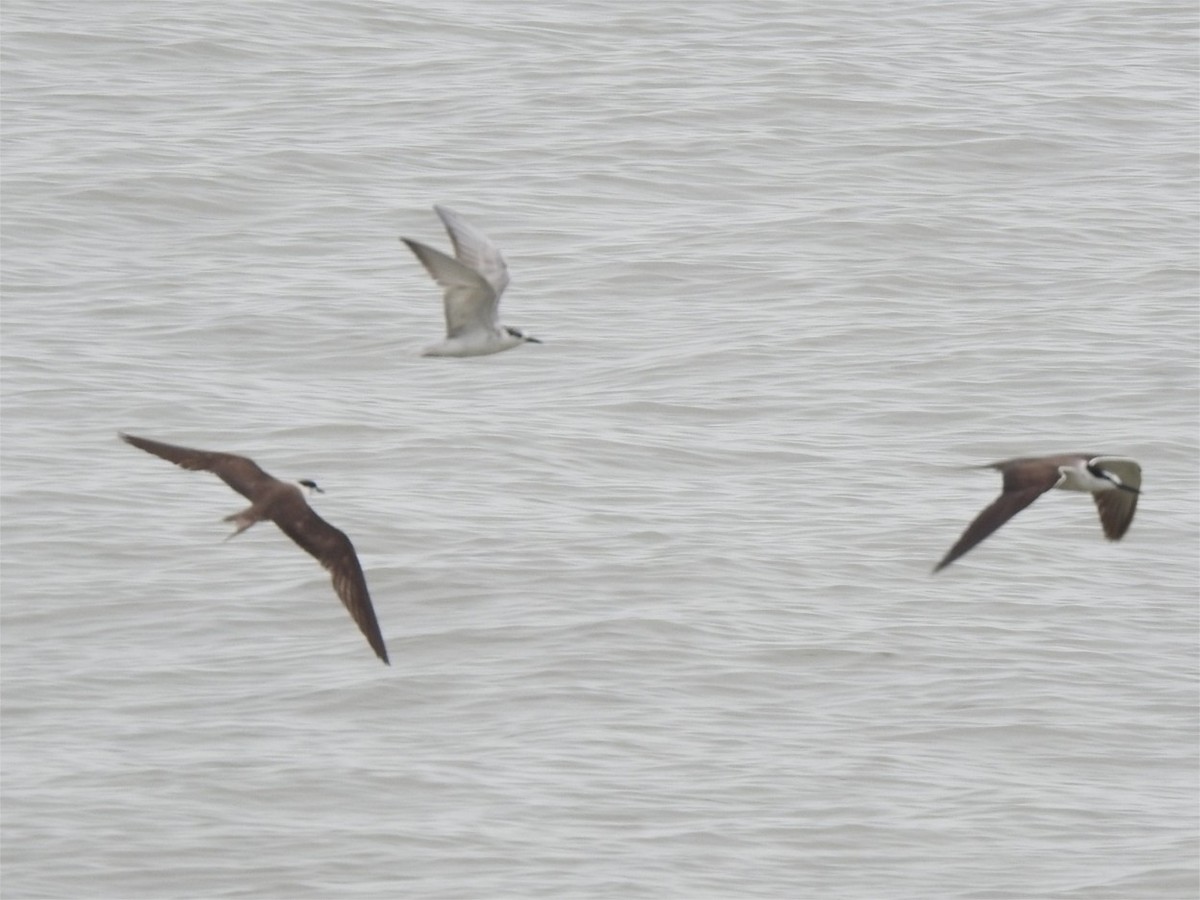 Common Tern - ML622081467