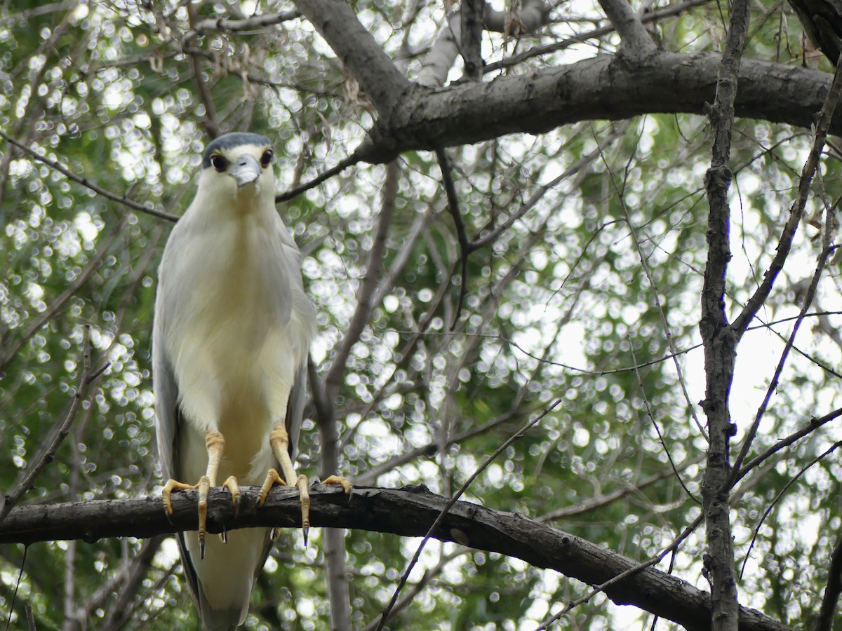 Black-crowned Night Heron - ML622081509