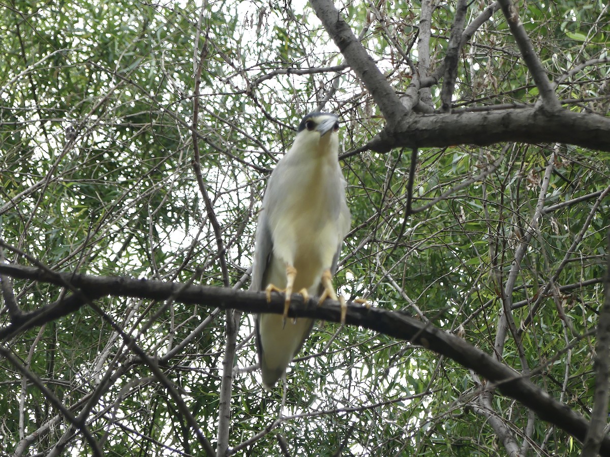 Black-crowned Night Heron - ML622081510