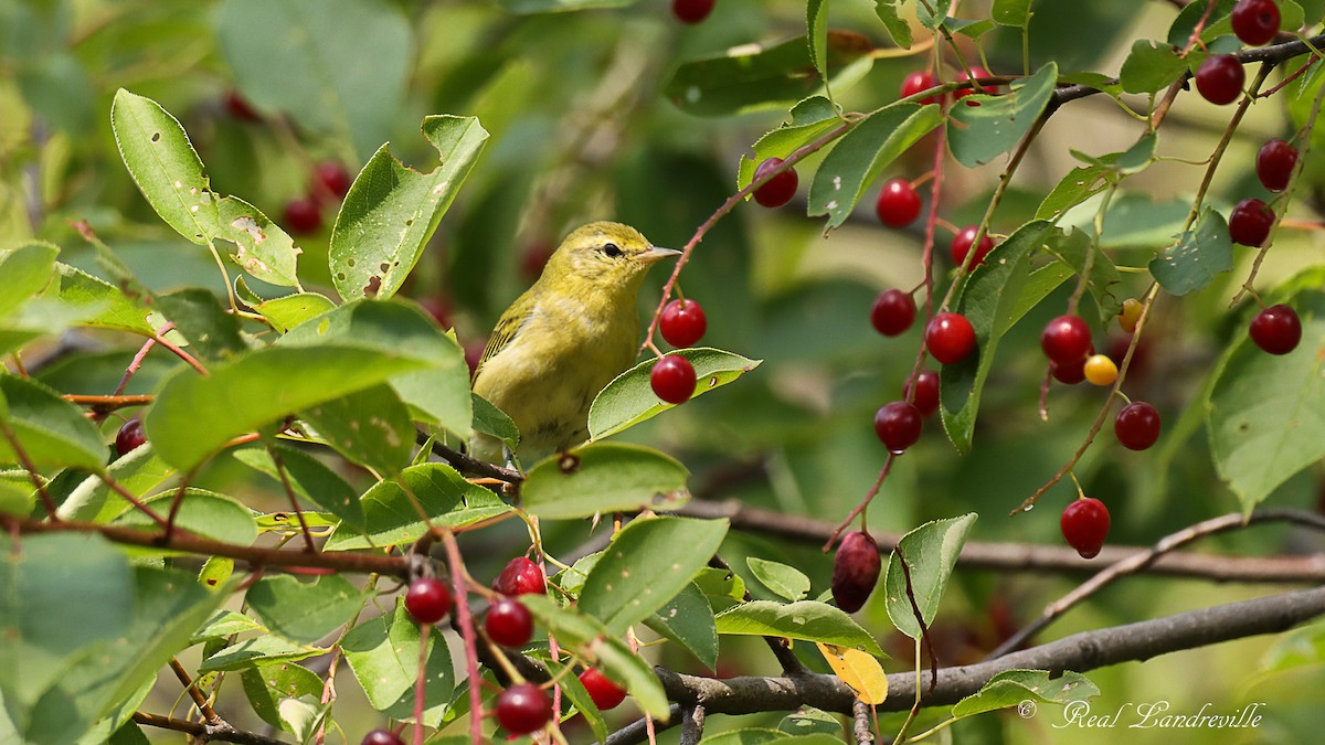 Tennessee Warbler - Real Landreville