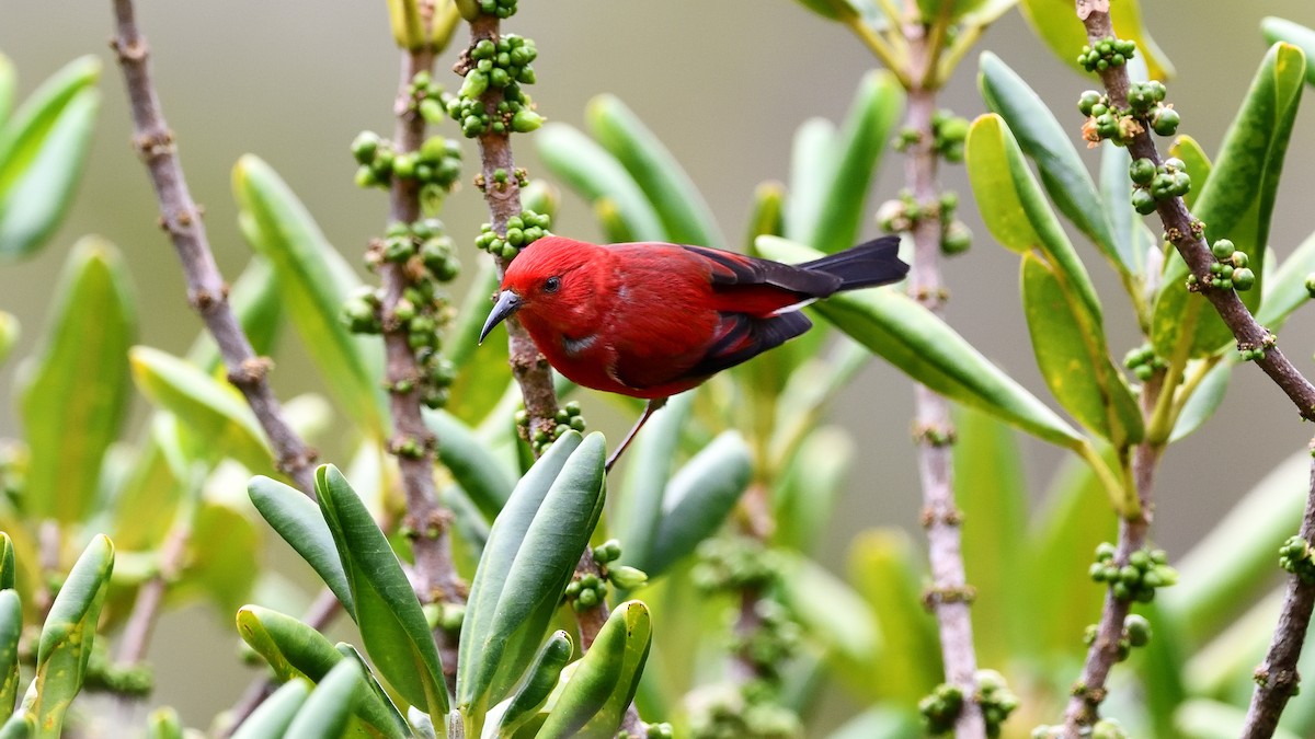 Apapanekleidervogel - ML622081515