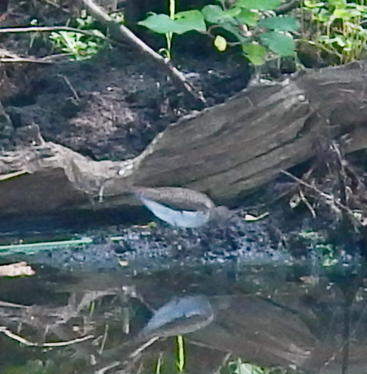 Solitary Sandpiper - ML622081517