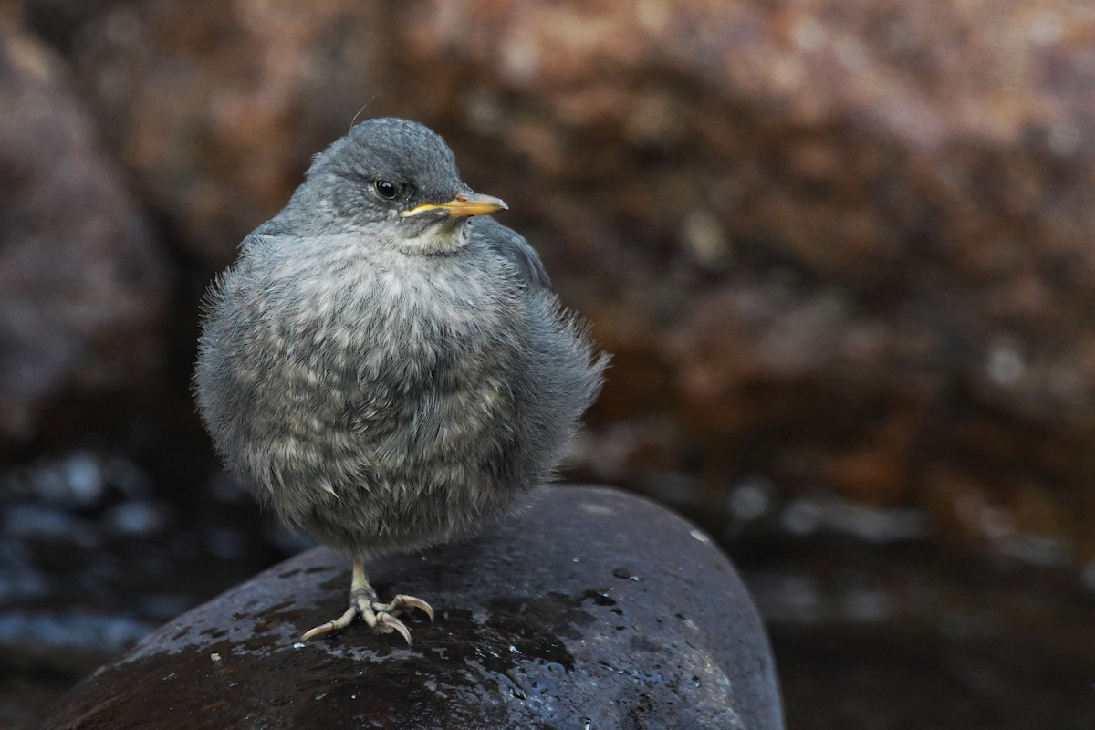 American Dipper - ML622081526