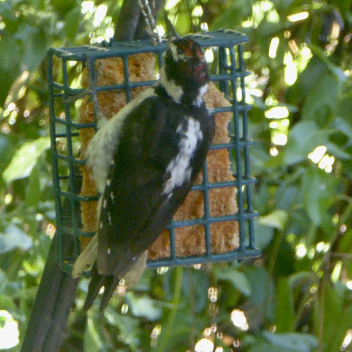 Hairy Woodpecker - Anonymous