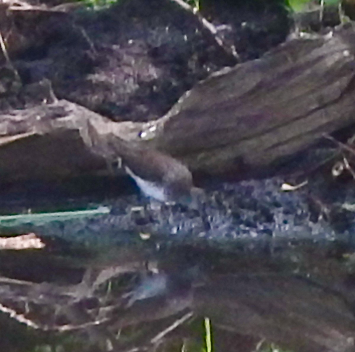 Solitary Sandpiper - ML622081530