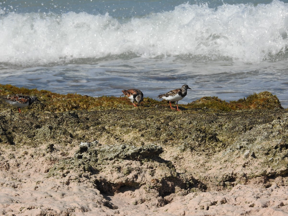 Ruddy Turnstone - ML622081560