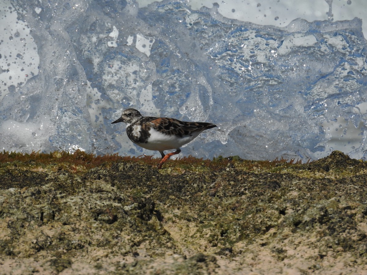 Ruddy Turnstone - ML622081573