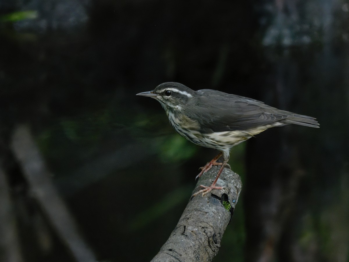 Louisiana Waterthrush - ML622081574