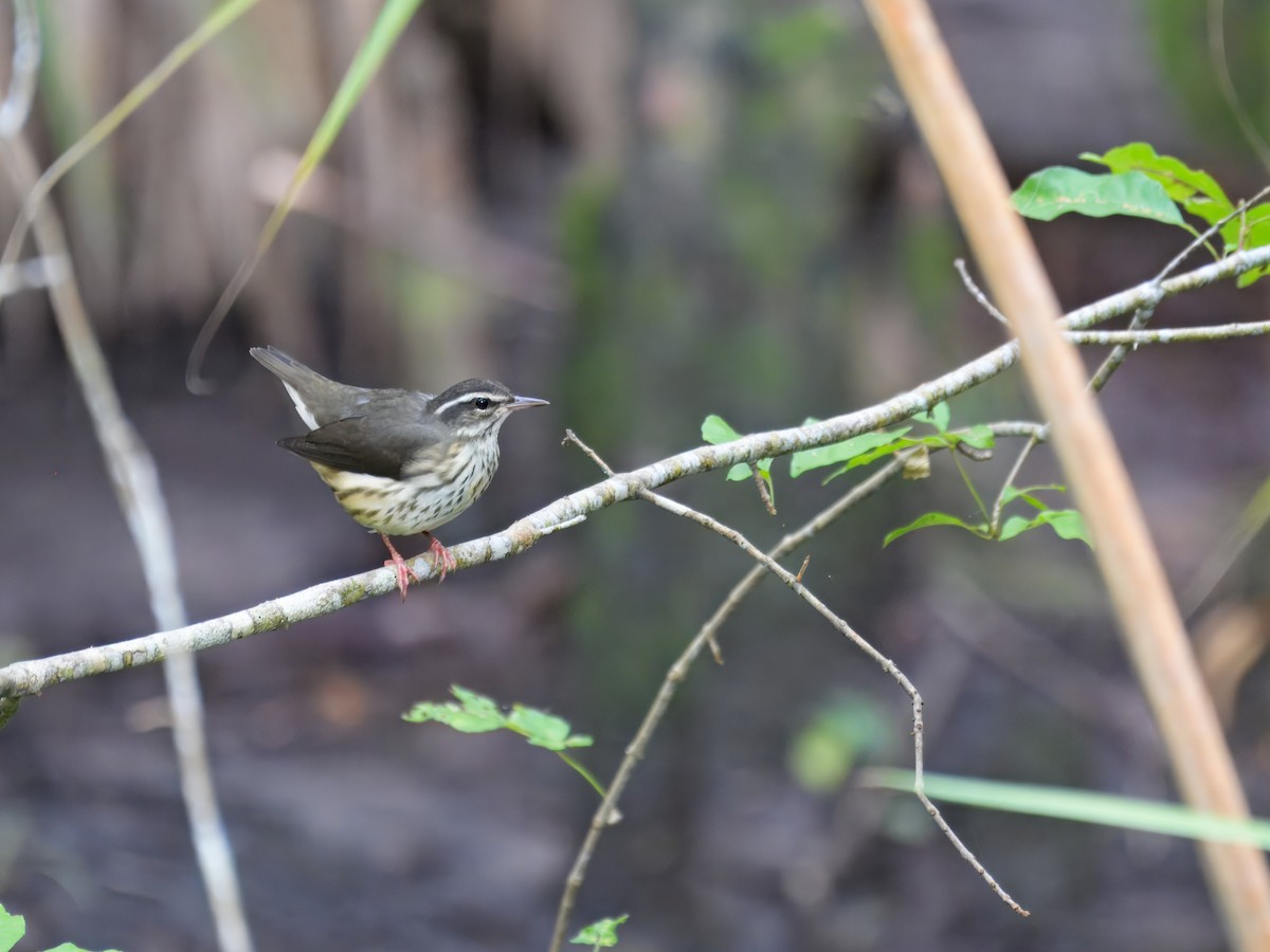 Louisiana Waterthrush - ML622081577