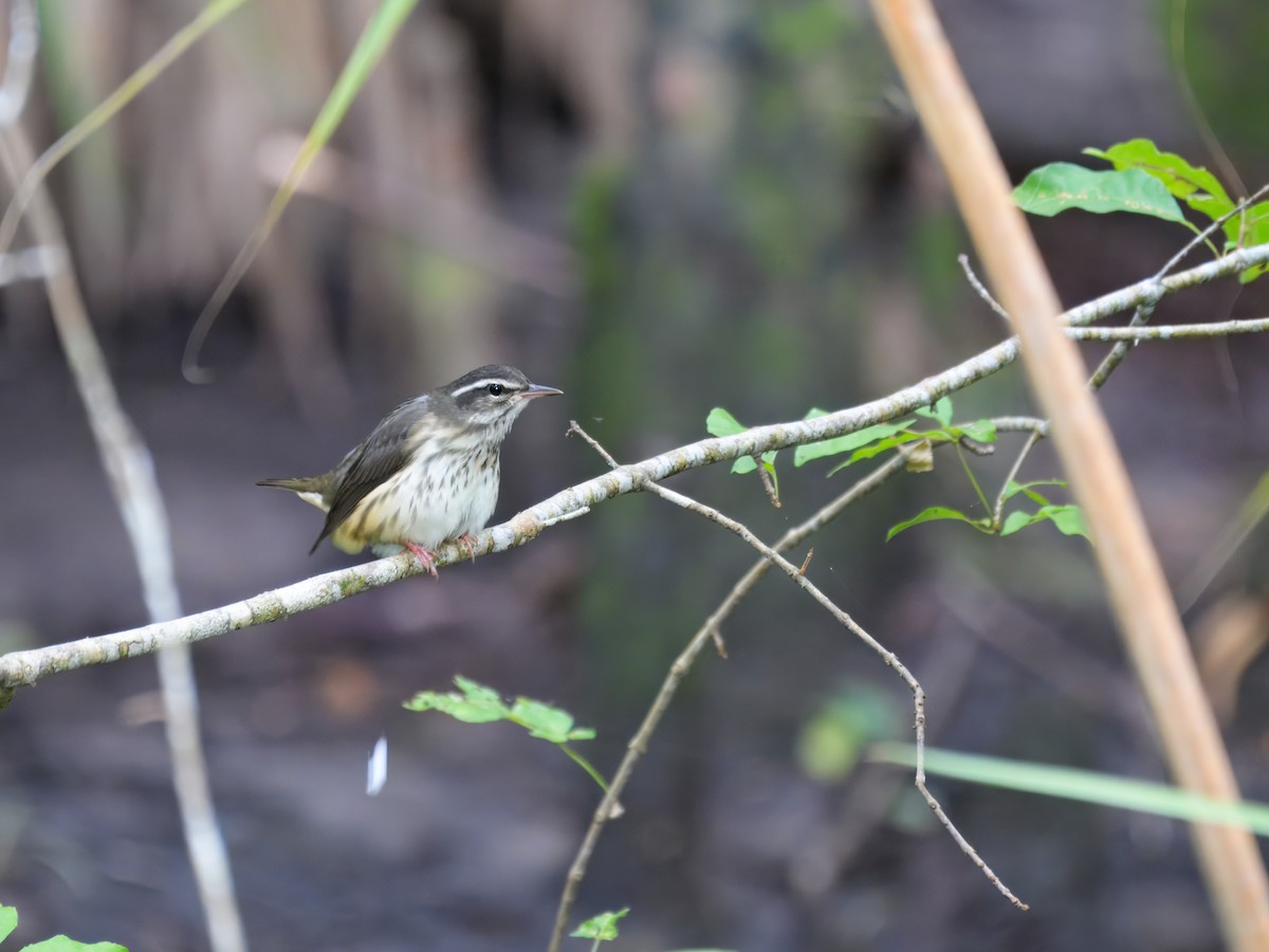 Louisiana Waterthrush - ML622081586