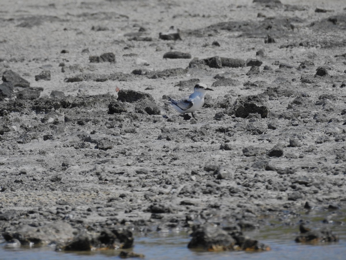 Least Tern - ML622081695