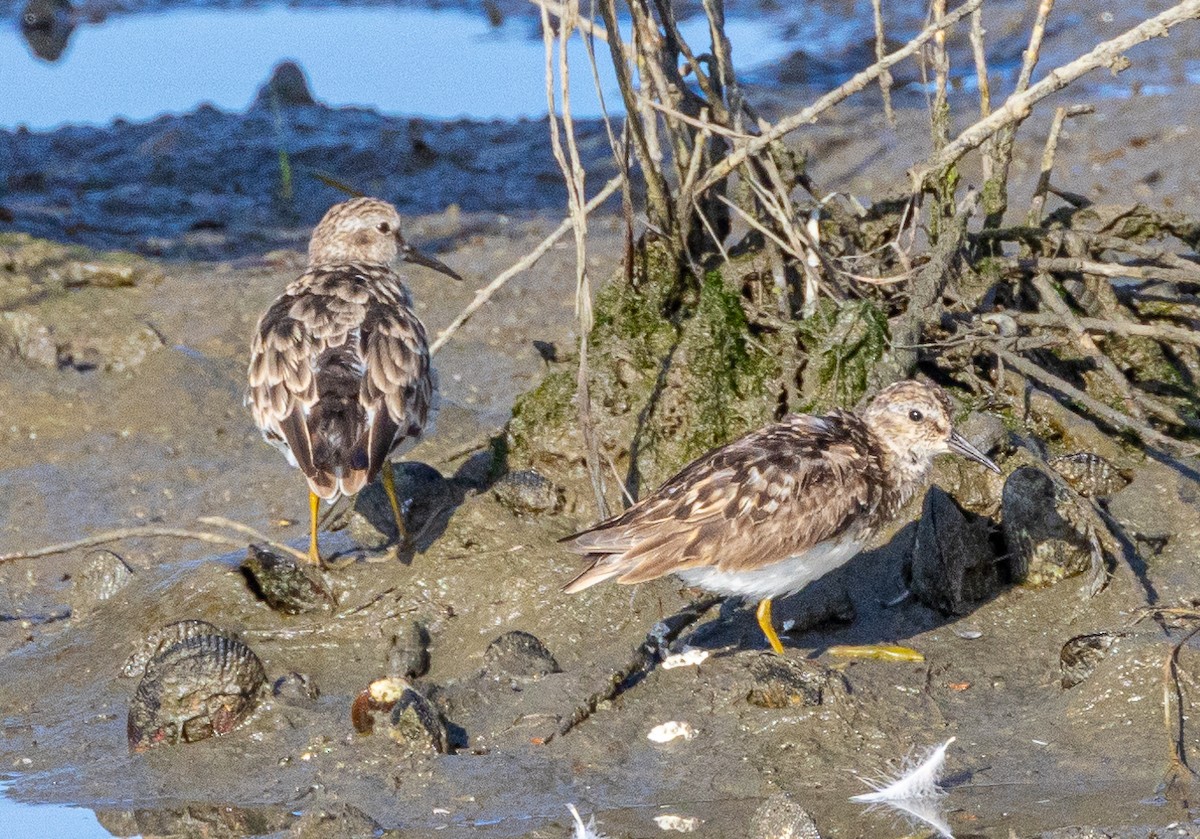 Least Sandpiper - ML622081733