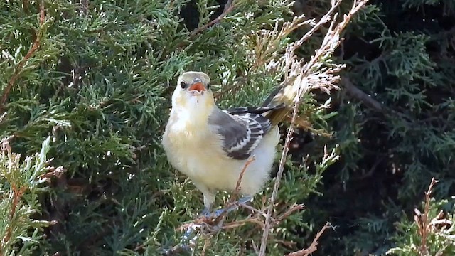 Bullock's Oriole - ML622081740