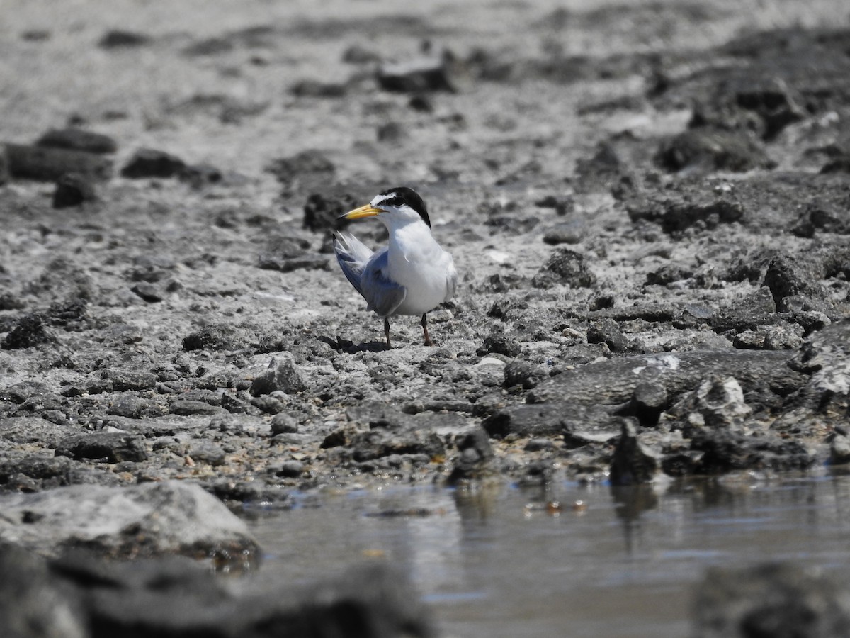 Least Tern - ML622081764